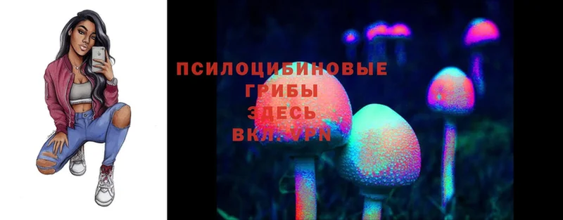 Галлюциногенные грибы Psilocybe  Кимры 